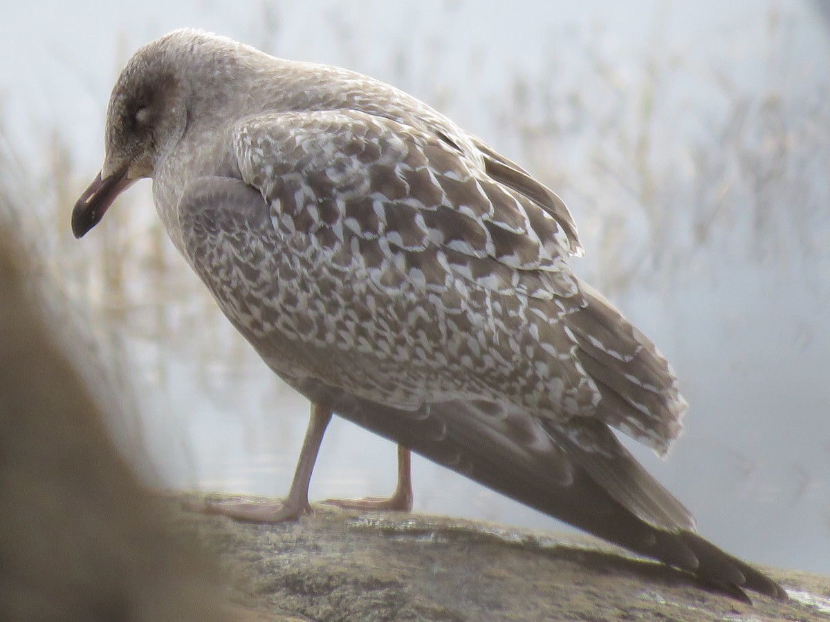 American Herring Gull - ML644956714