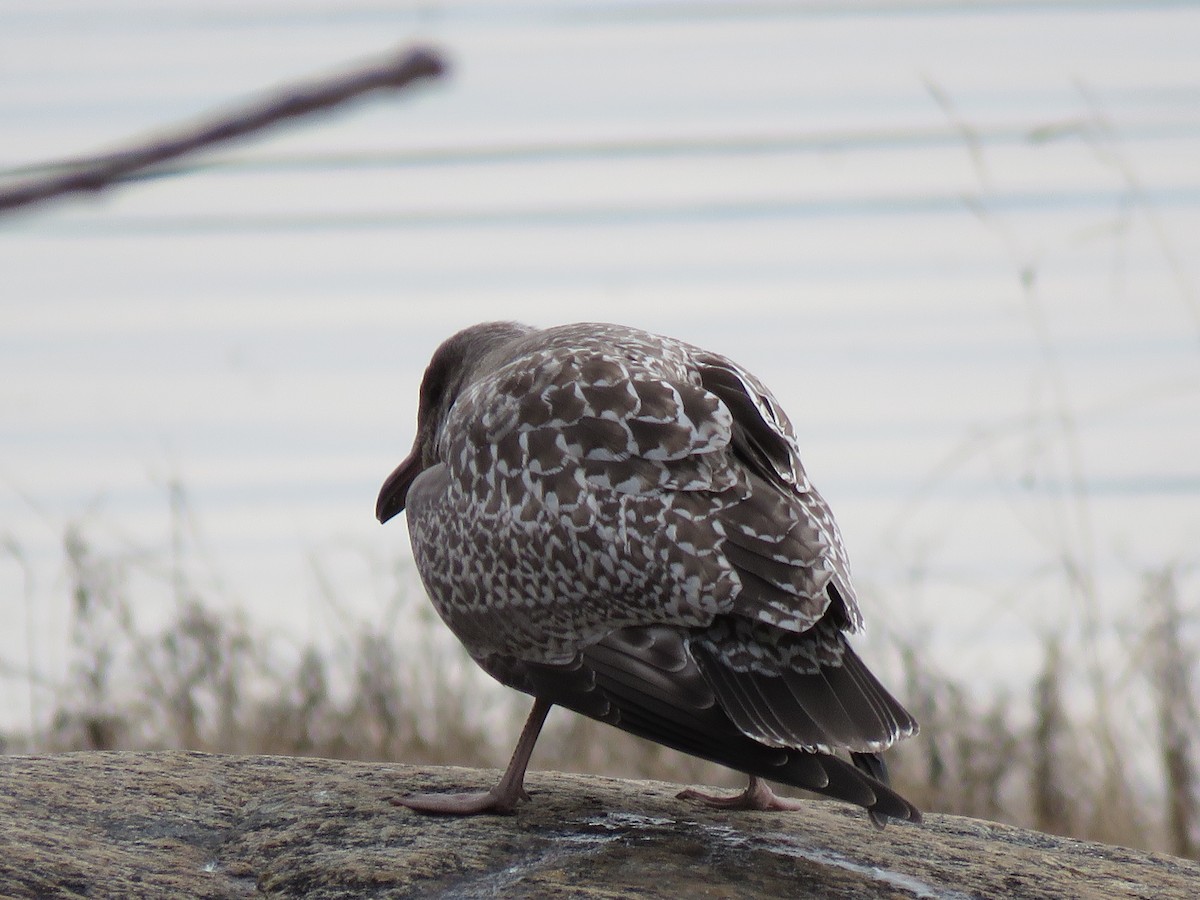 American Herring Gull - ML644956715