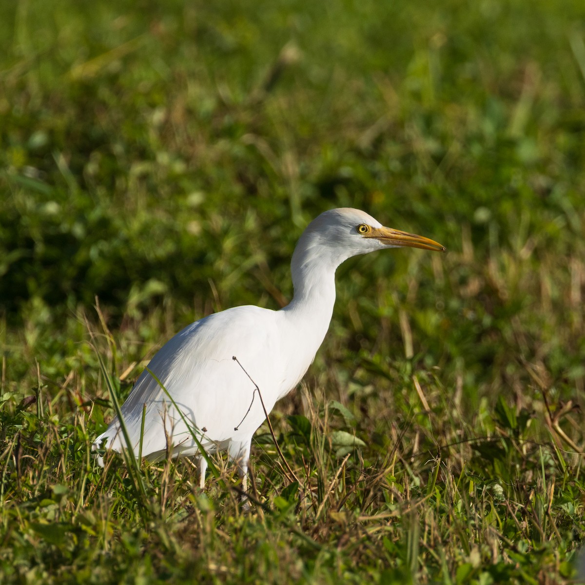 Western Cattle-Egret - ML644956716