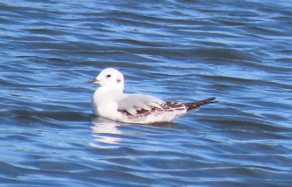 Bonaparte's Gull - ML644956718