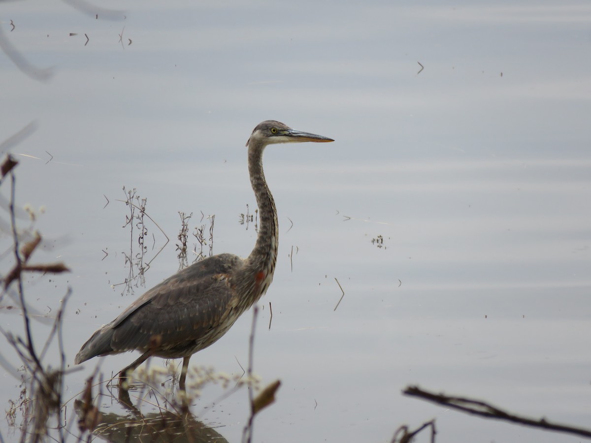 volavka velká - ML644956720