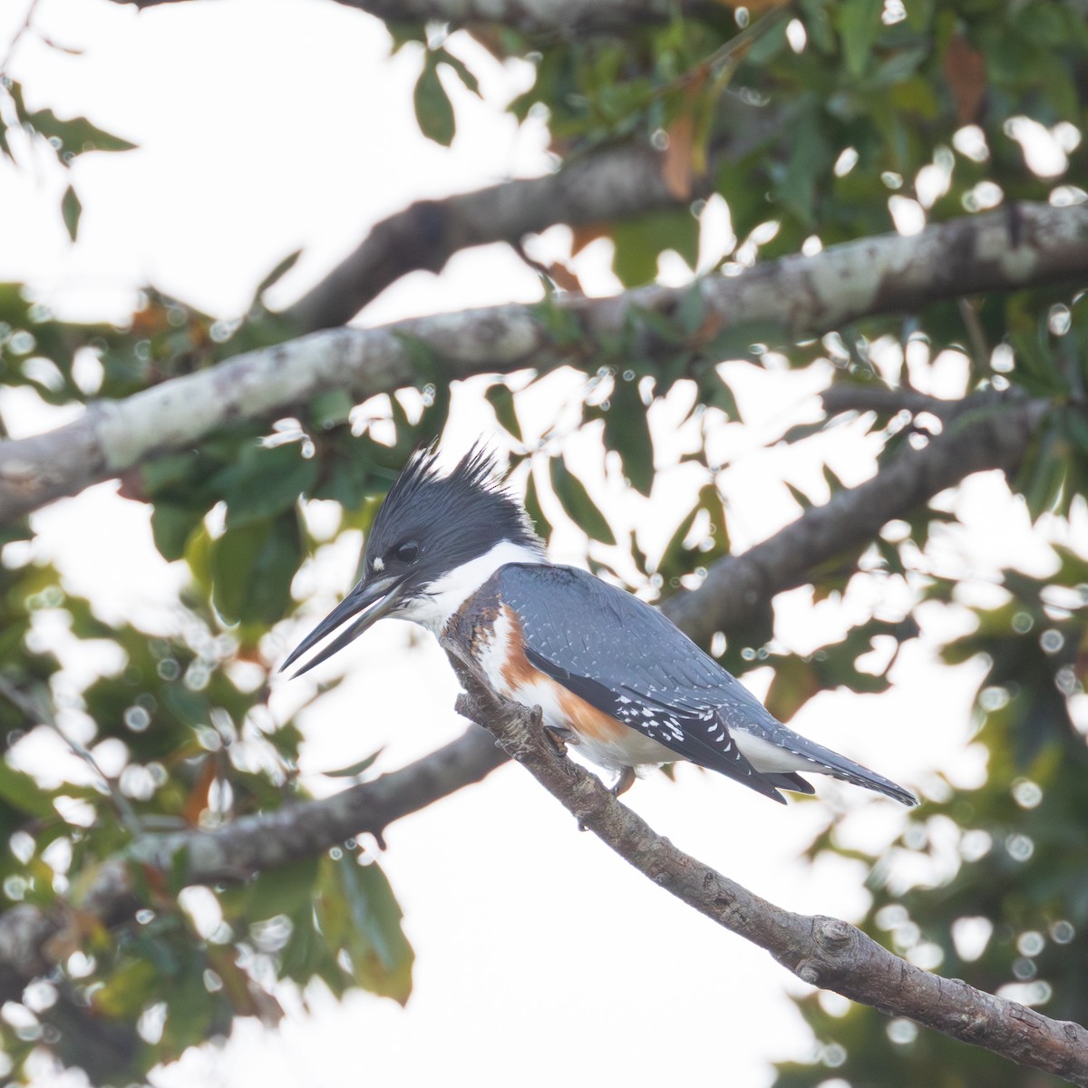 Belted Kingfisher - ML644956726
