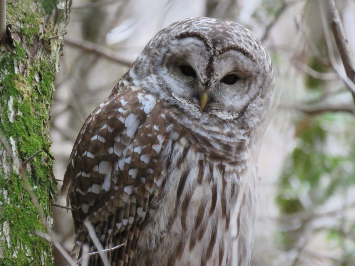 puštík proužkovaný - ML644956753