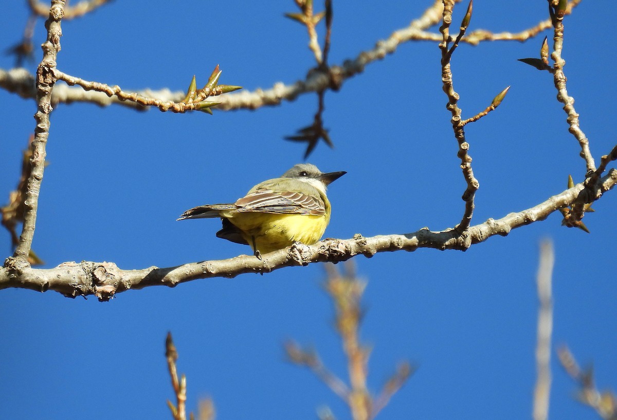 Tropical Kingbird - ML644956759