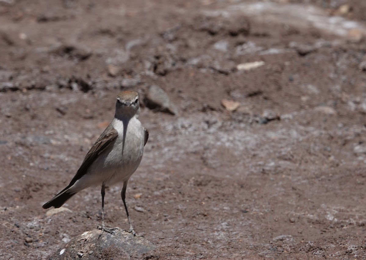 White-browed Ground-Tyrant - ML644956804