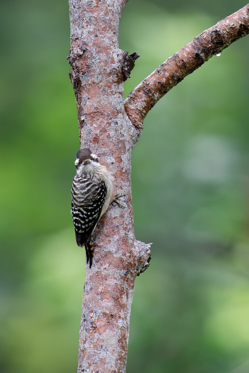 Sunda Pygmy Woodpecker - ML644956821
