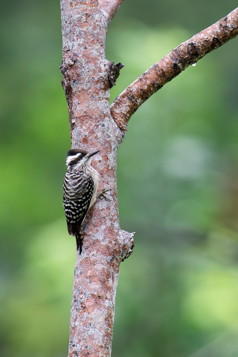 Sunda Pygmy Woodpecker - ML644956822