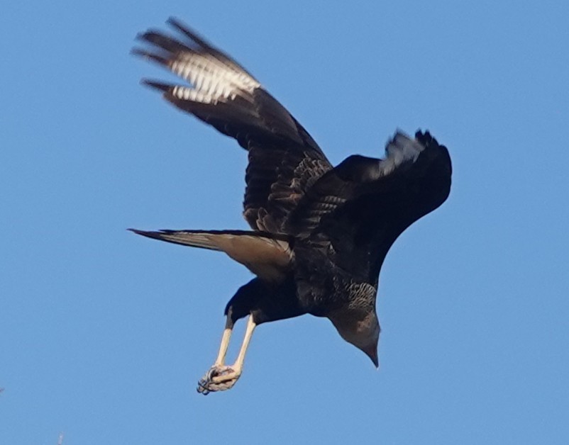 Crested Caracara (Northern) - ML644956823