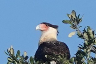 Crested Caracara (Northern) - ML644956824