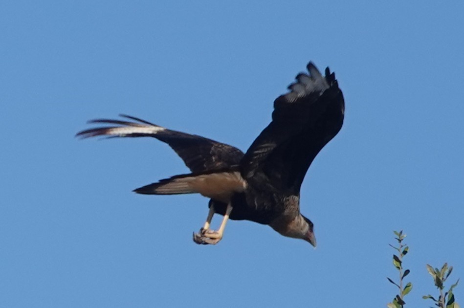 Crested Caracara (Northern) - ML644956826