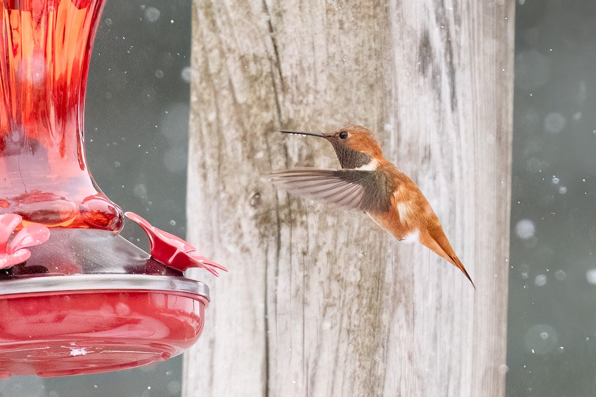 Rufous Hummingbird - ML644956829