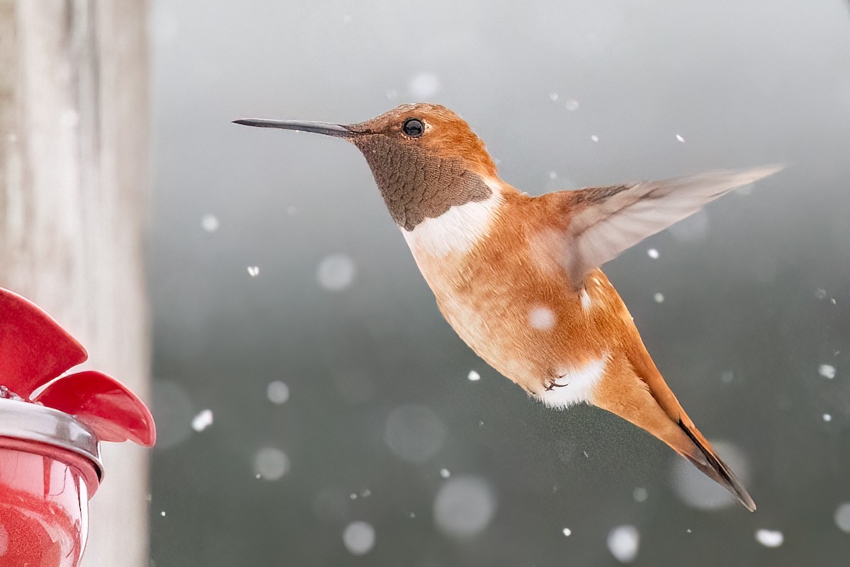 Rufous Hummingbird - ML644956830