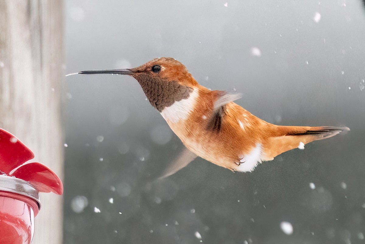 Rufous Hummingbird - ML644956831
