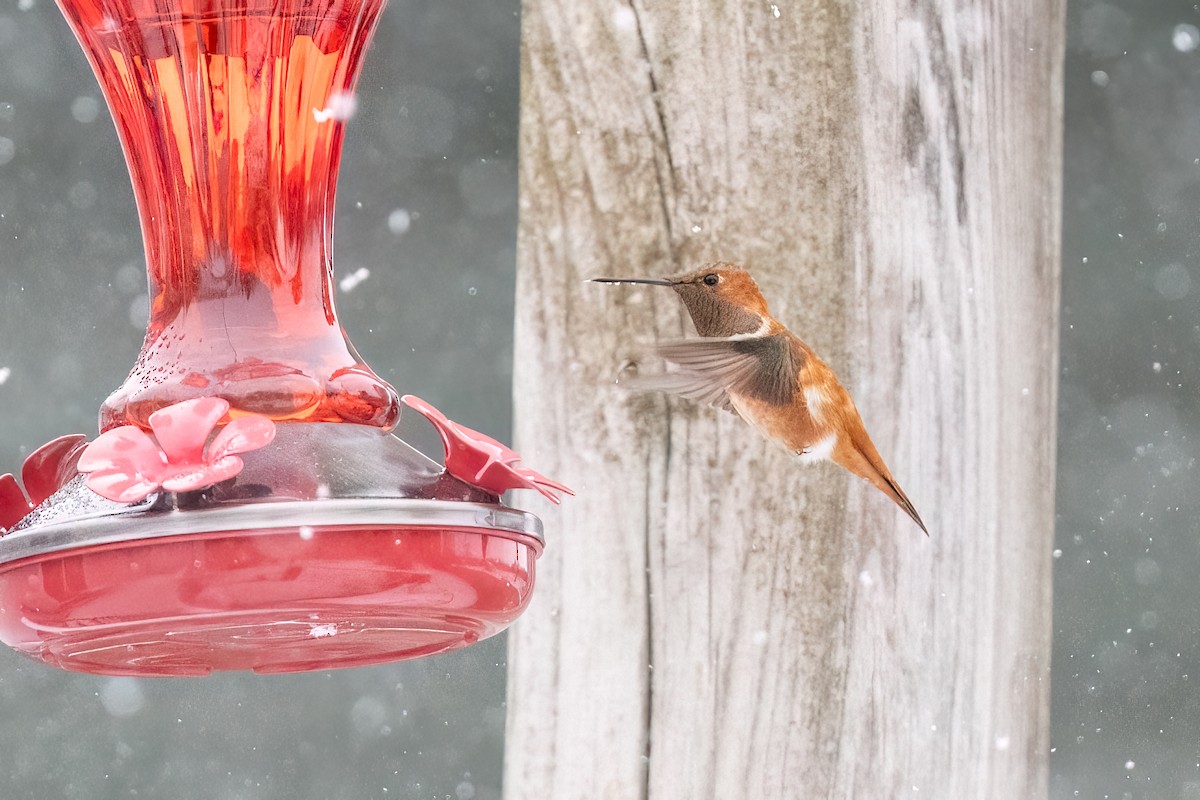 Rufous Hummingbird - ML644956832