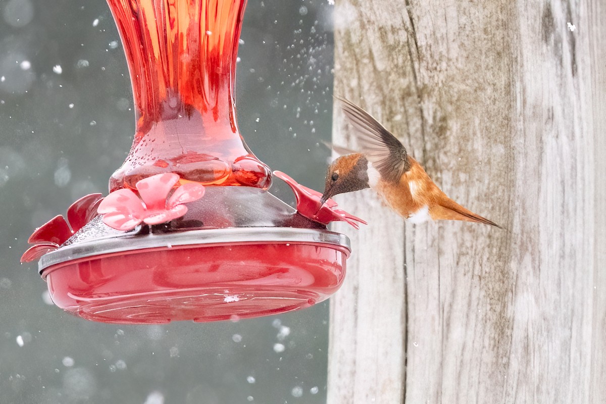 Rufous Hummingbird - ML644956833