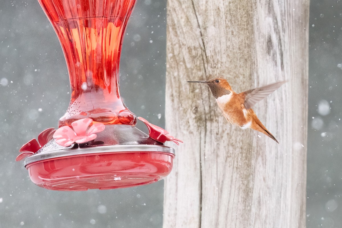 Rufous Hummingbird - ML644956834