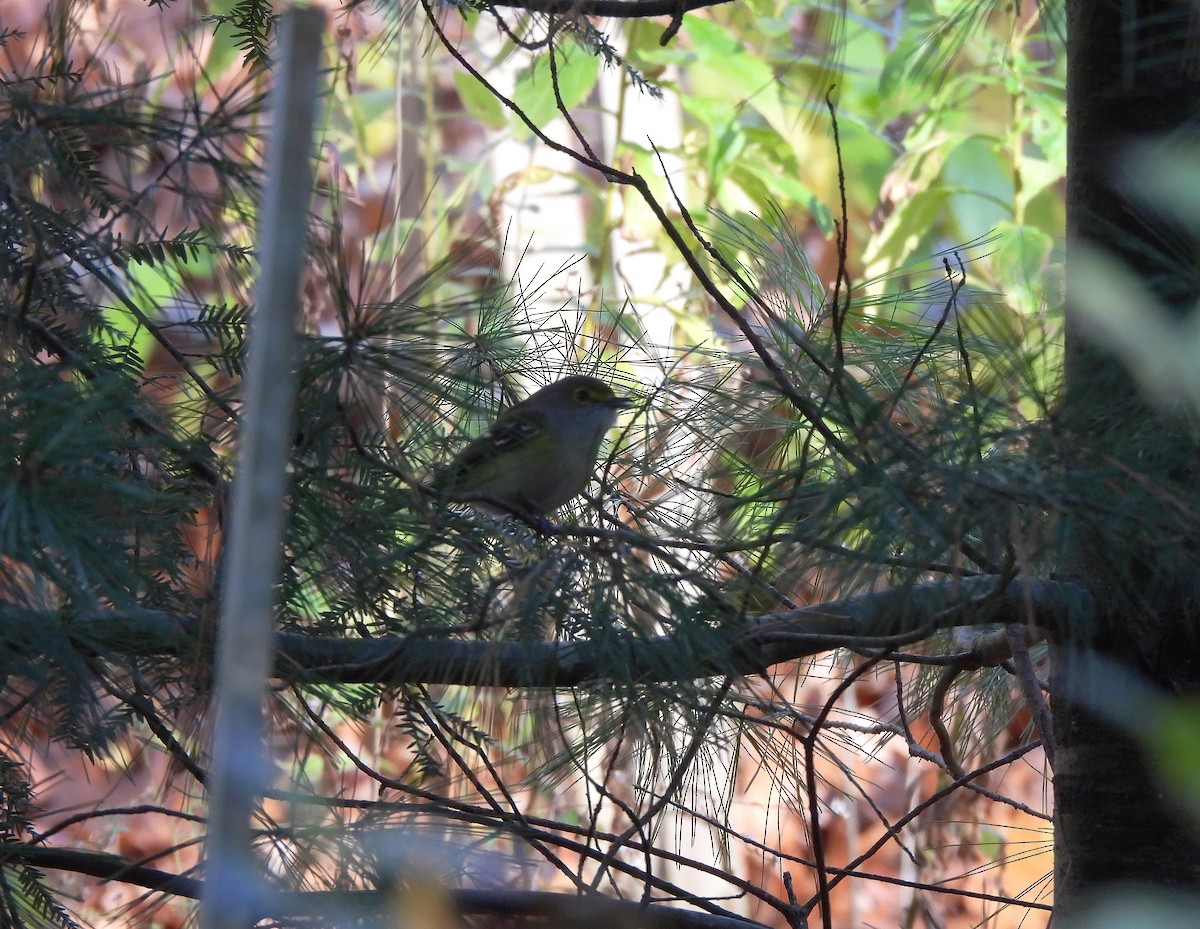White-eyed Vireo - ML644956843
