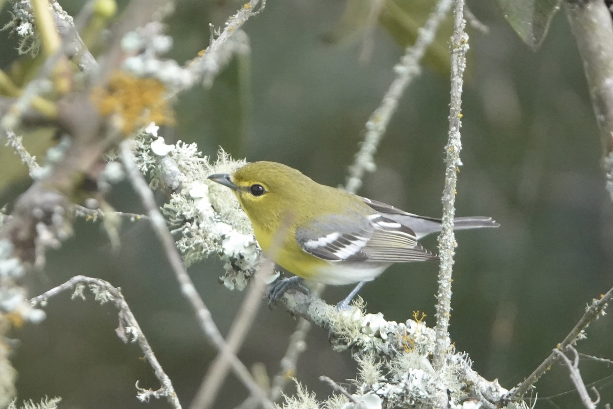 Yellow-throated Vireo - ML644956855