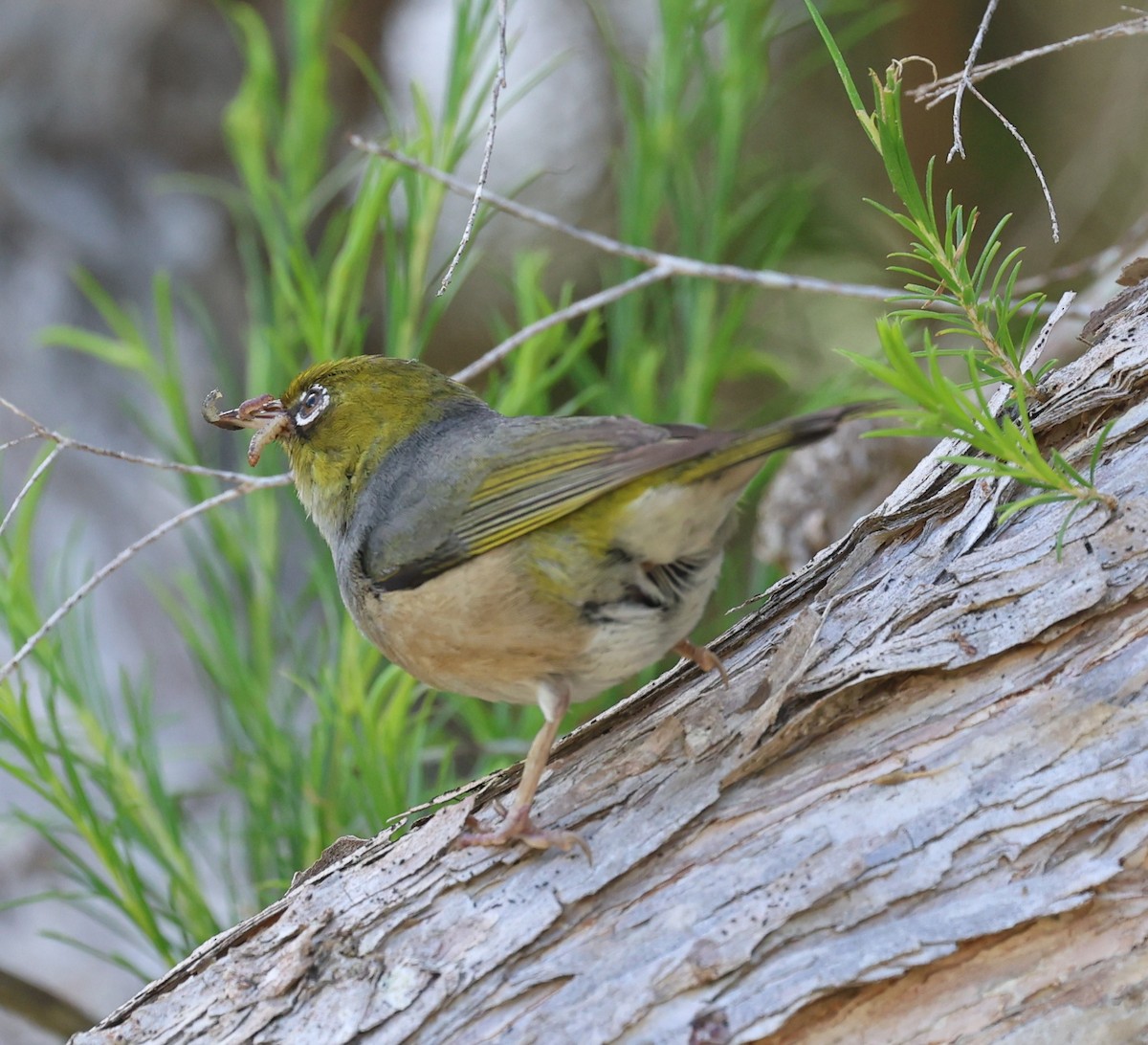 Silvereye - ML644956860