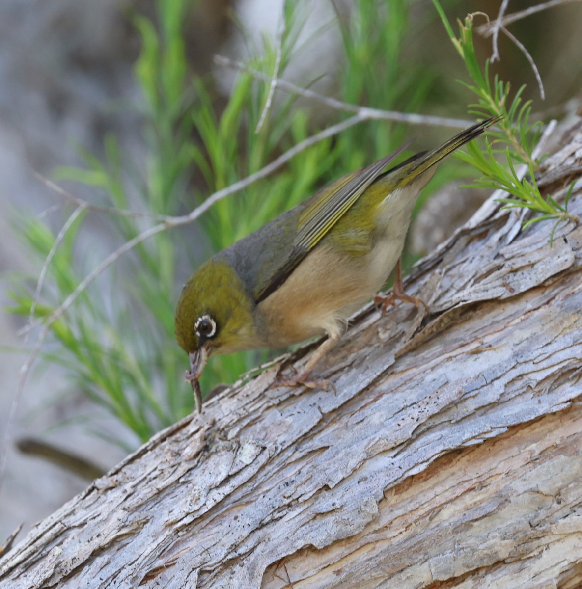 Silvereye - ML644956861