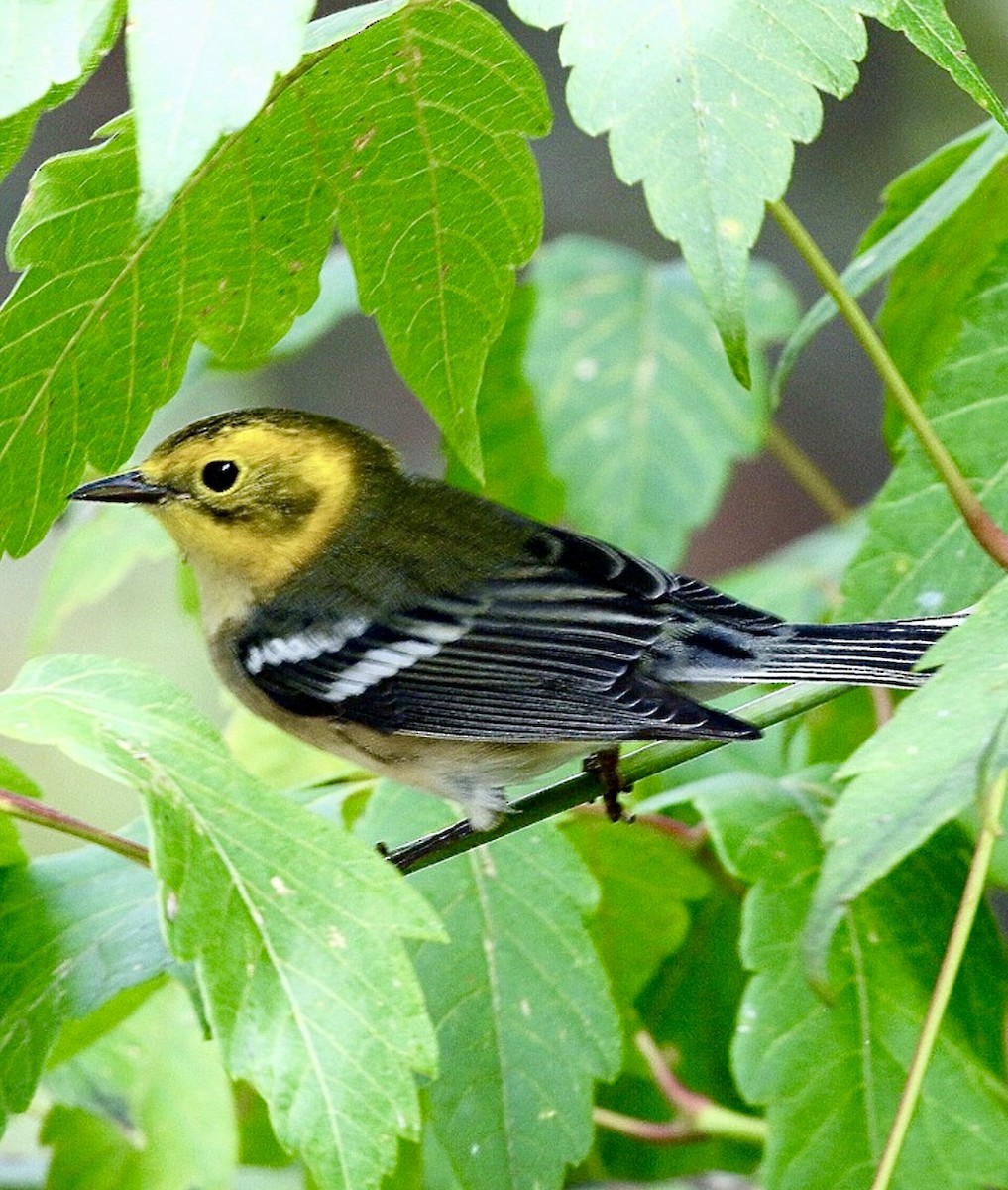 Paruline à tête jaune - ML644956865