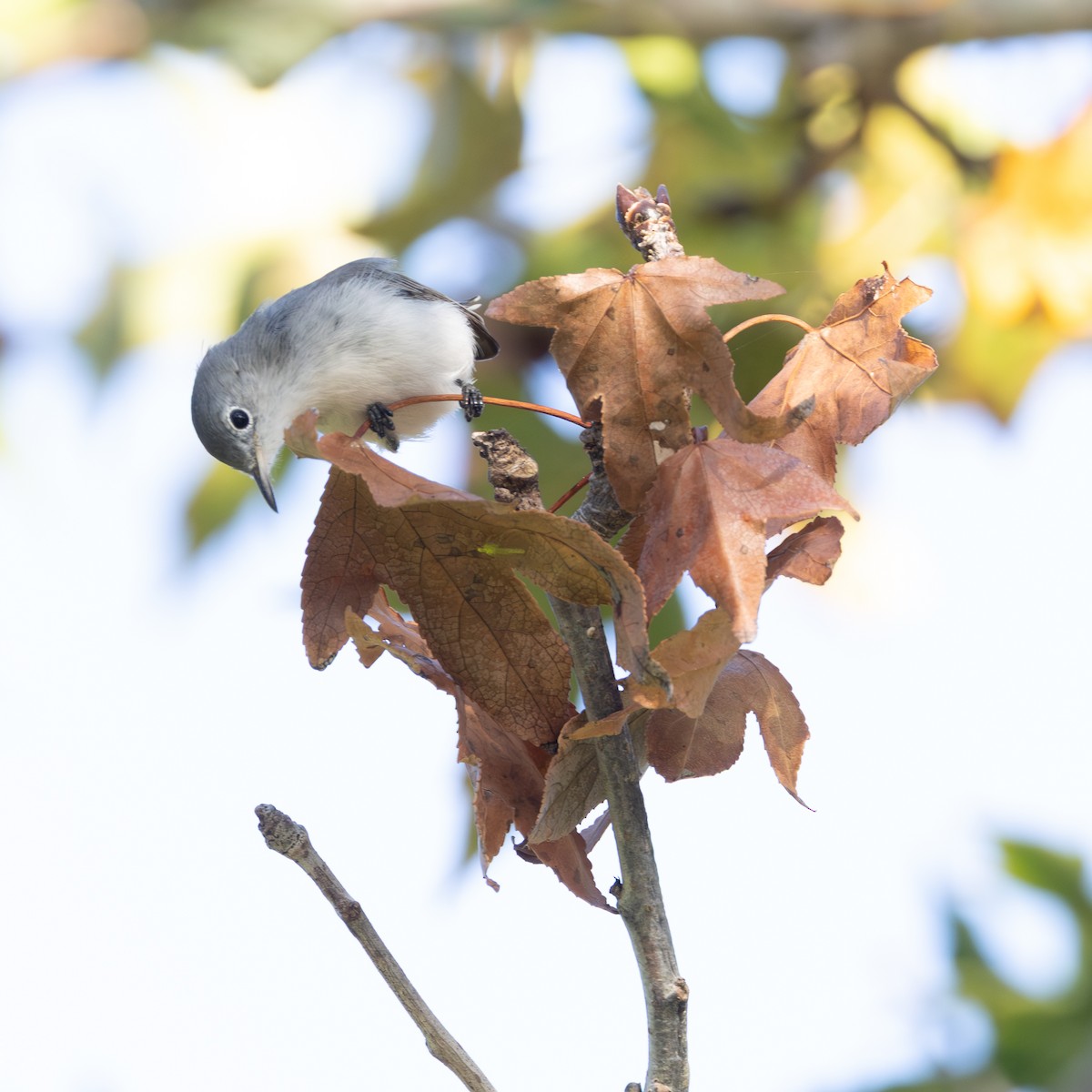 Blue-gray Gnatcatcher - ML644956882