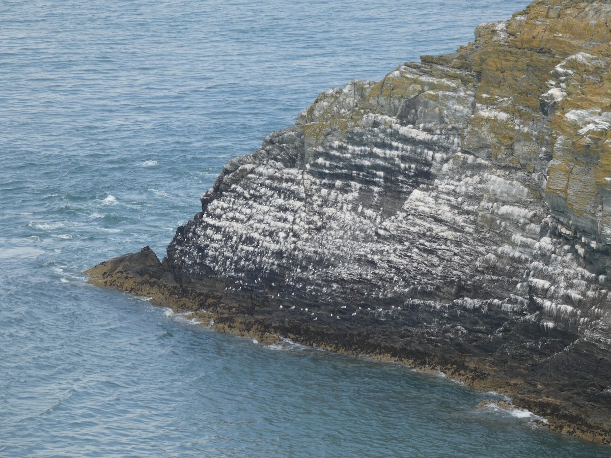 Kara Ayaklı Martı (tridactyla) - ML644956885