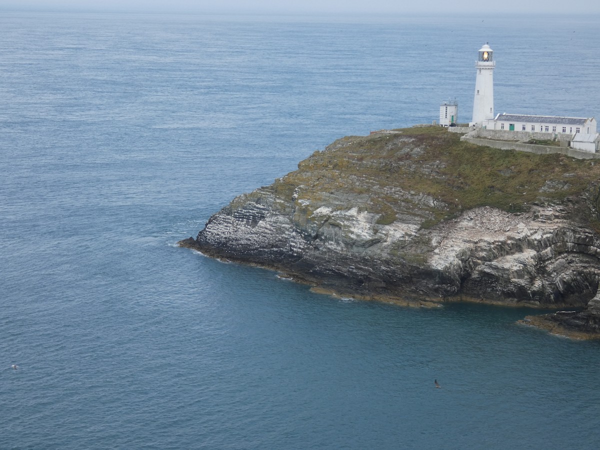 Kara Ayaklı Martı (tridactyla) - ML644956886