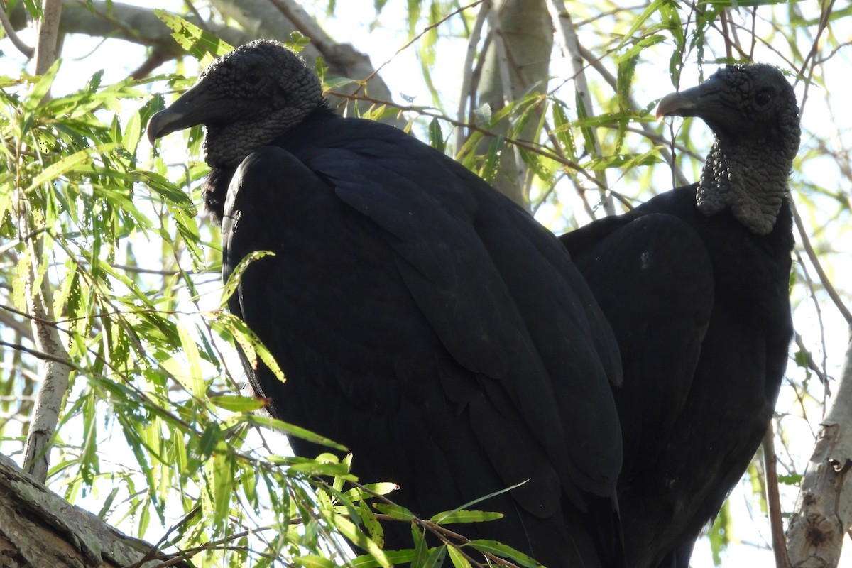 Чёрная катарта - ML644956887