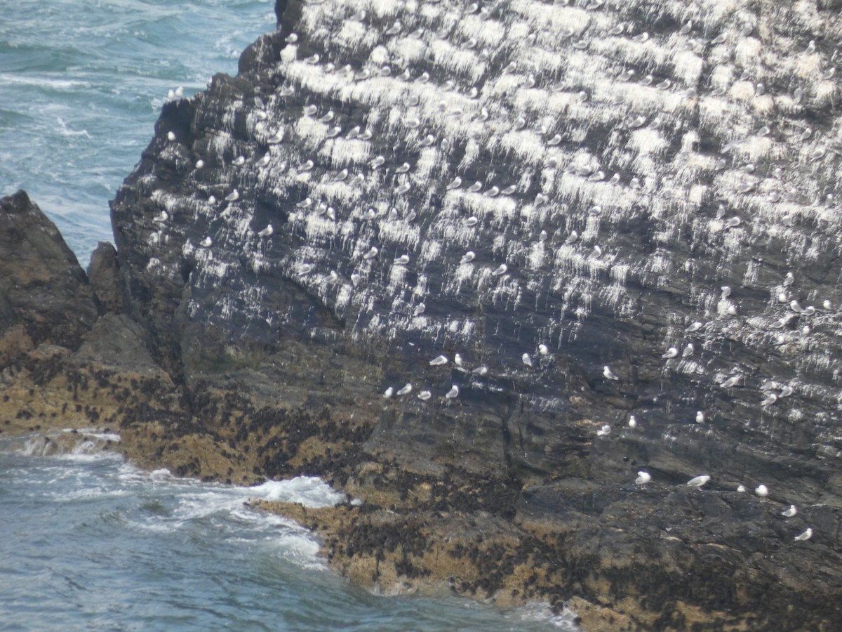 Kara Ayaklı Martı (tridactyla) - ML644956888