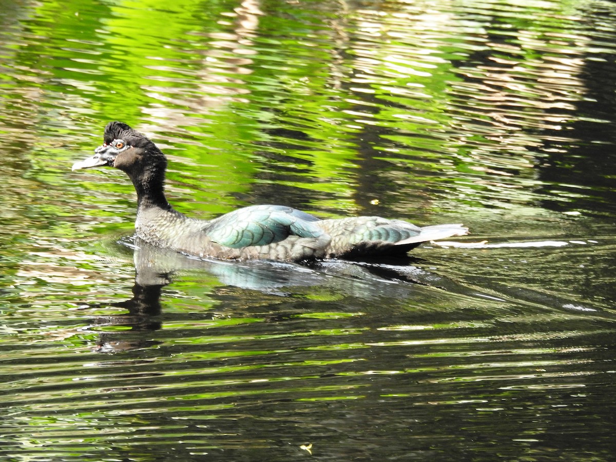 Muscovy Duck - ML644956890