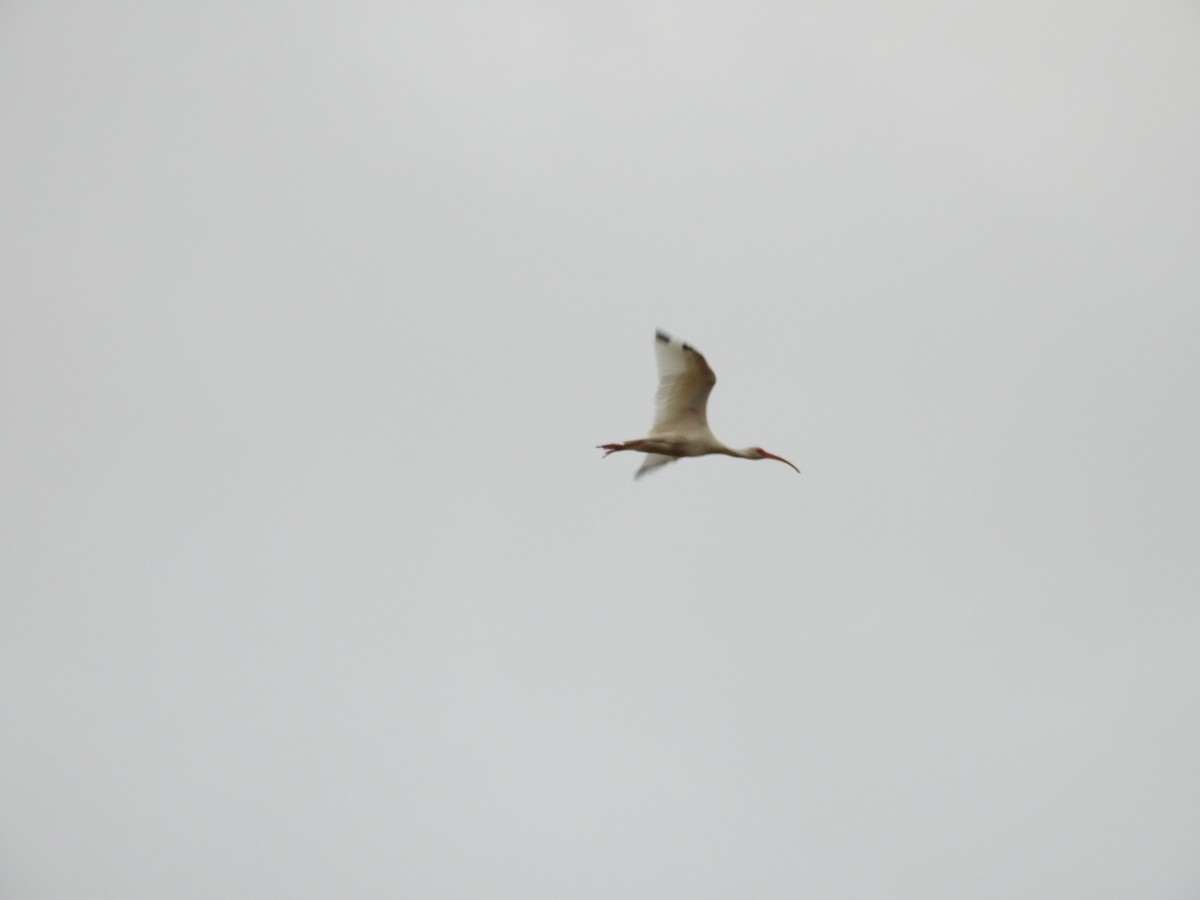 White Ibis - ML644956891