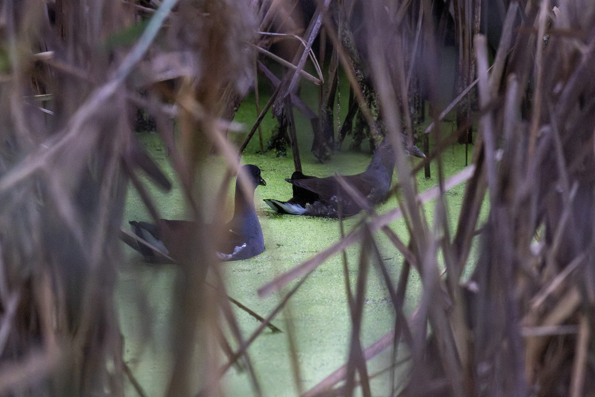 Common Gallinule - ML644956893