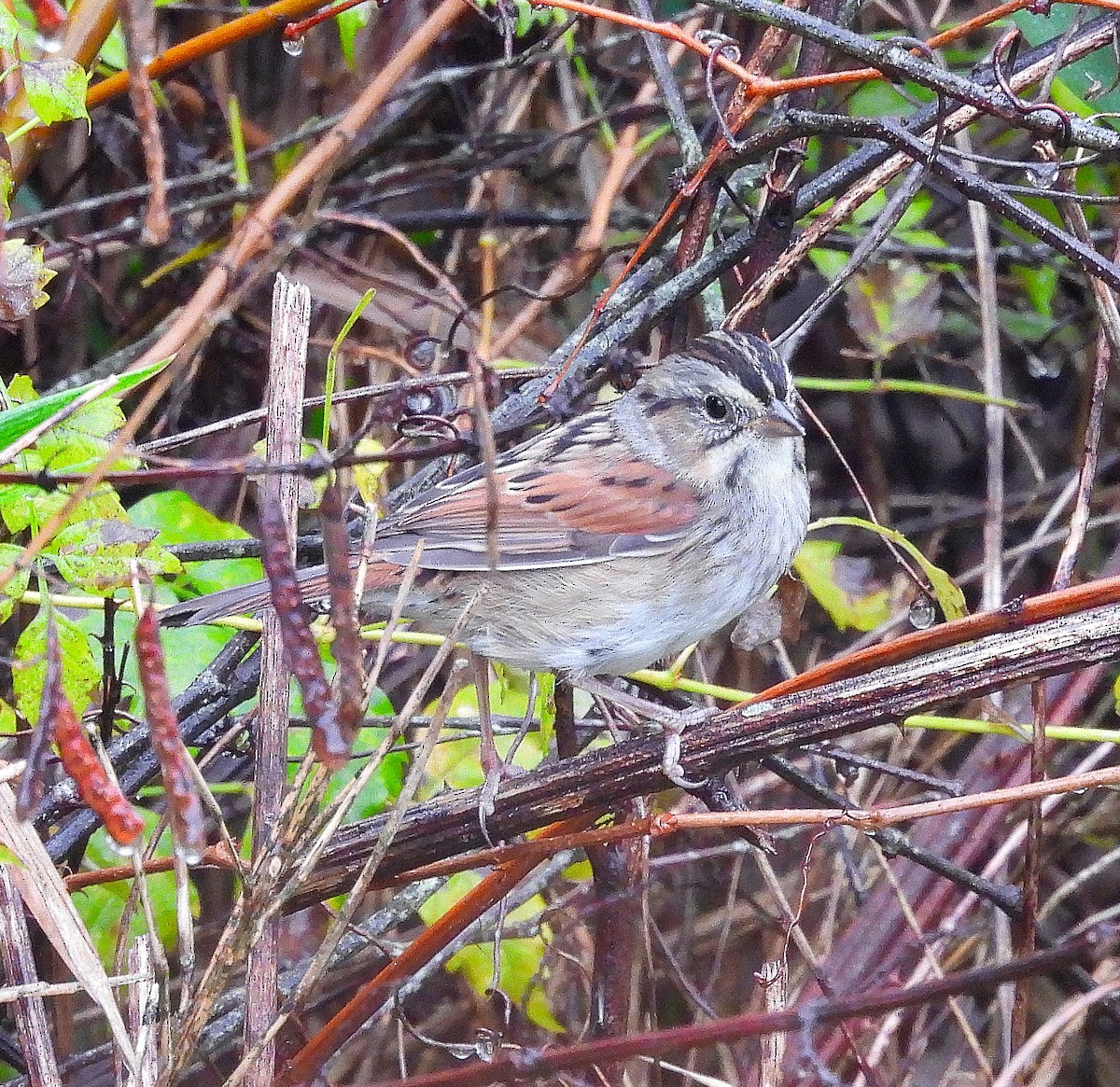 Swamp Sparrow - ML644956898