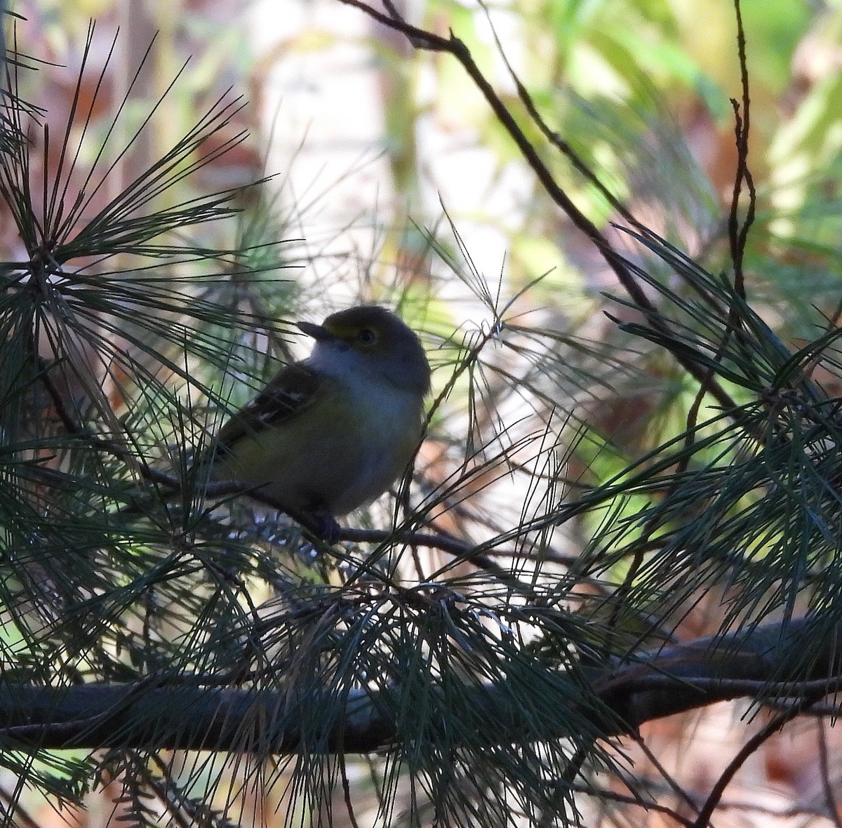 White-eyed Vireo - ML644956904