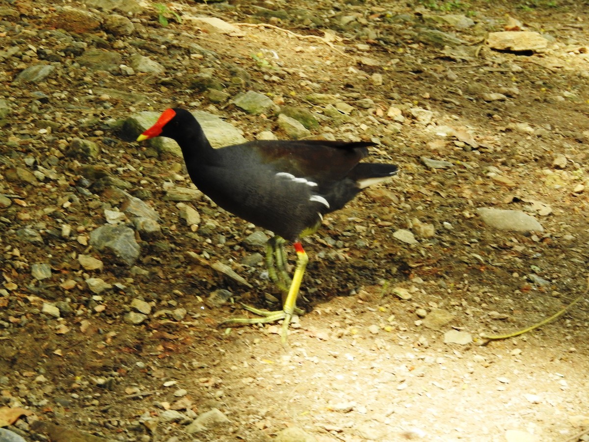Common Gallinule - ML644956920