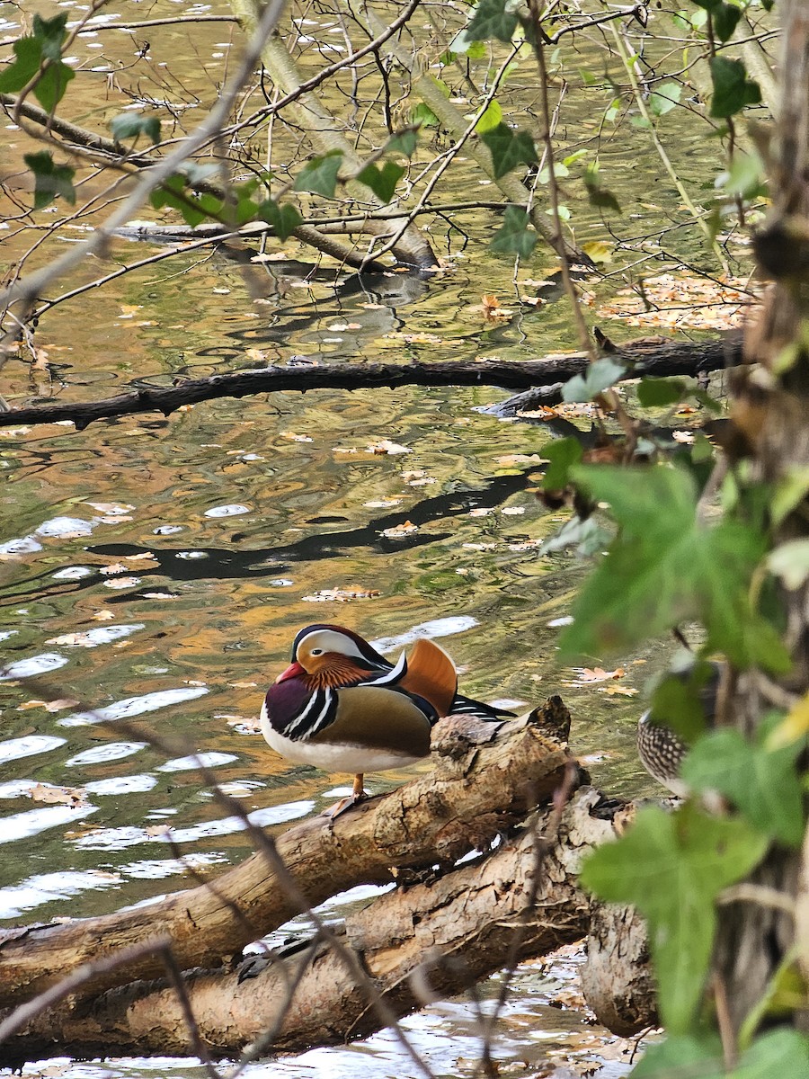 Mandarinente - ML644956922