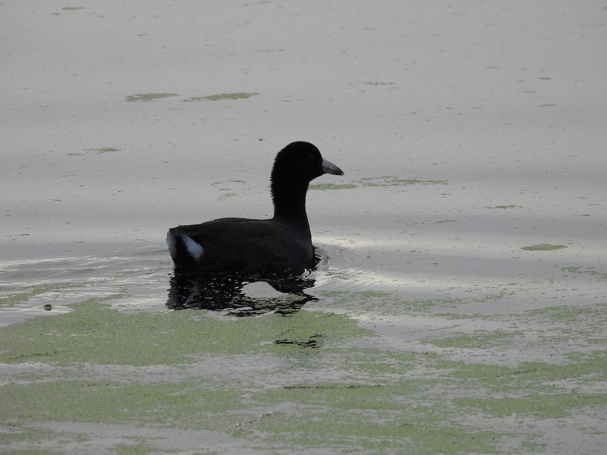 American Coot - ML644956923