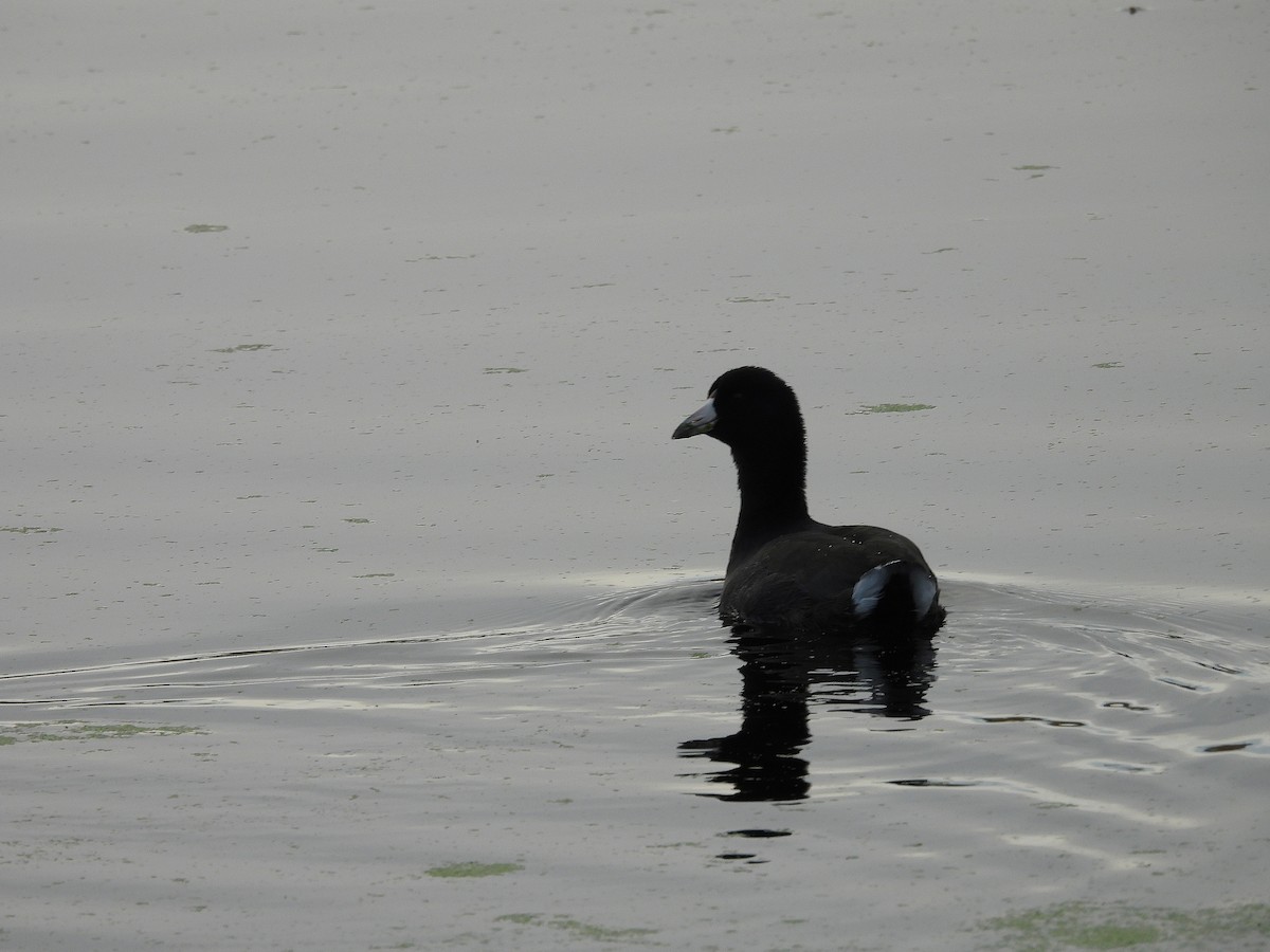 American Coot - ML644956924