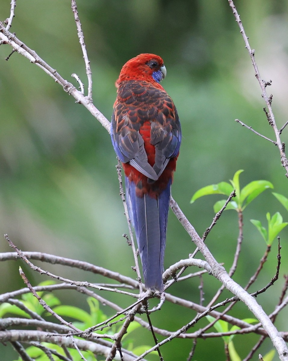 Crimson Rosella - ML644956927