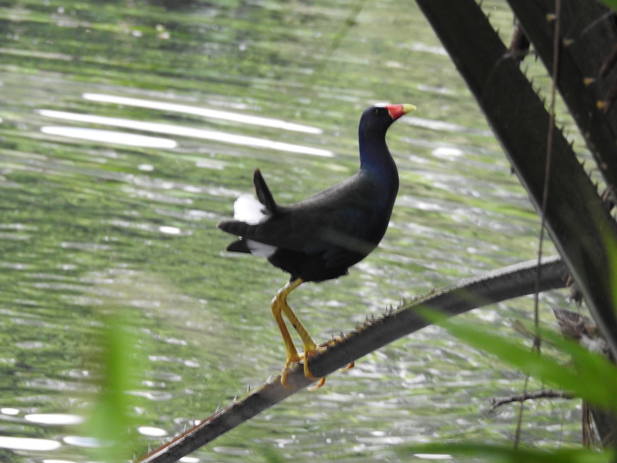 Purple Gallinule - ML644956928