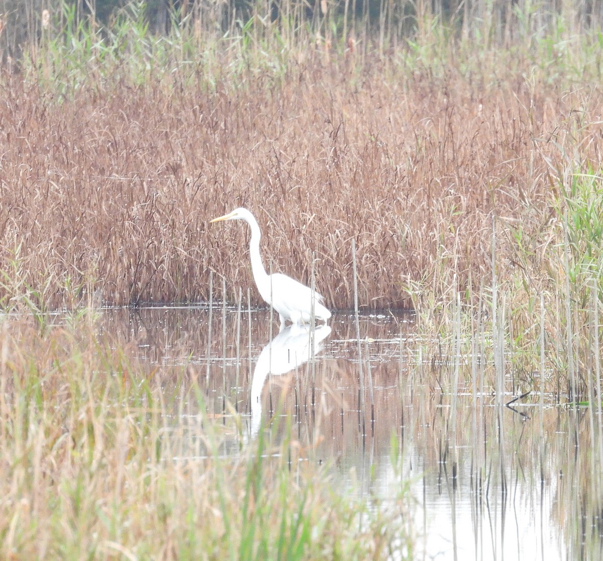 Great Egret - ML644956934