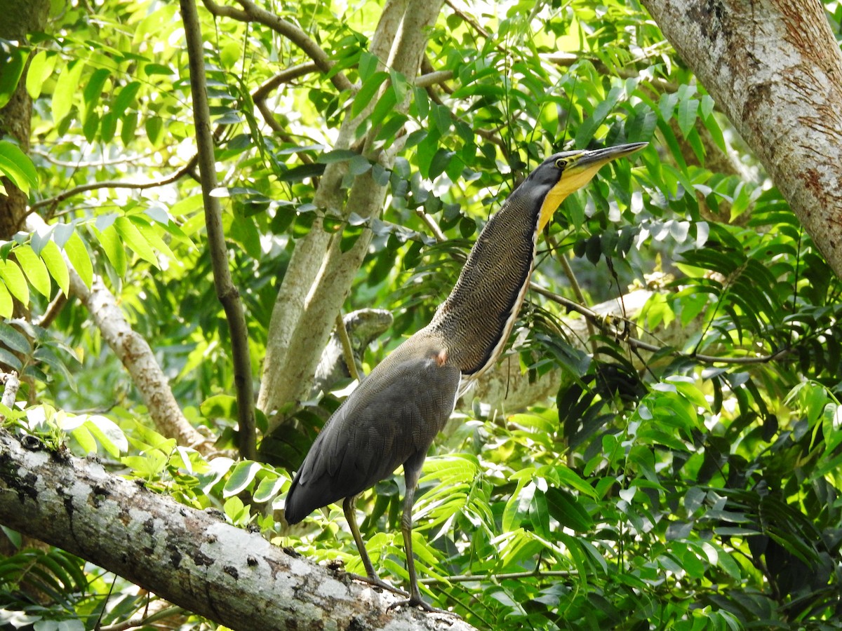 Bare-throated Tiger-Heron - ML644956945