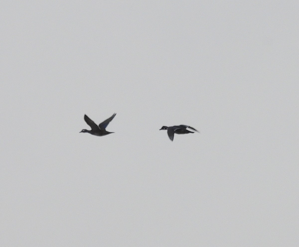 Wood Duck - ML644956948