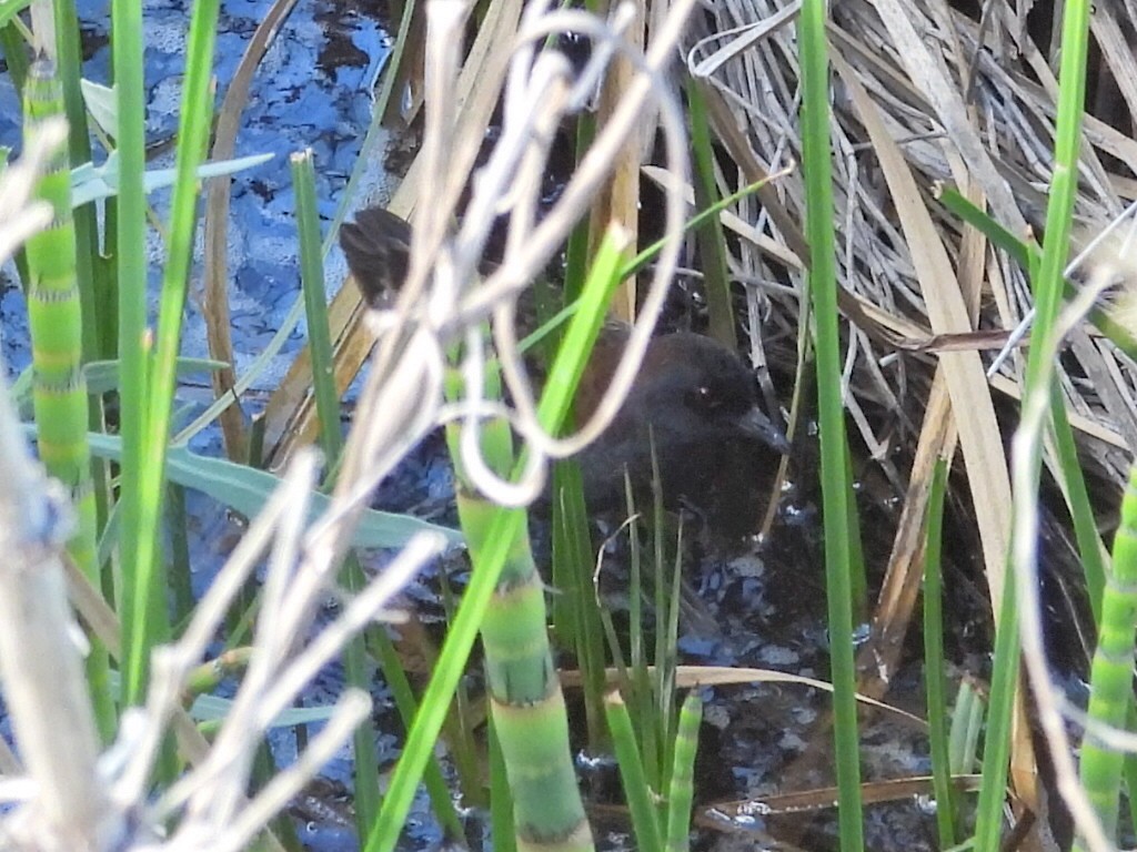 Dot-winged Crake - ML644956966
