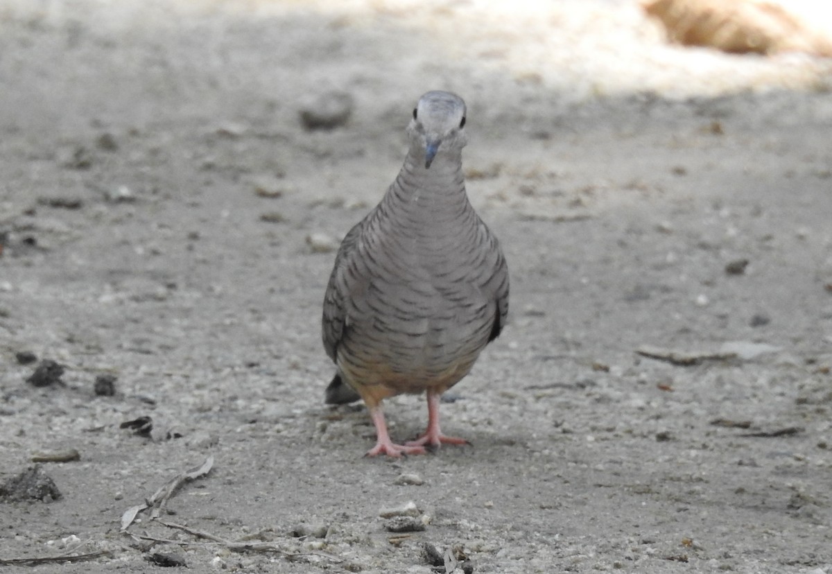 Inca Dove - ML644956967