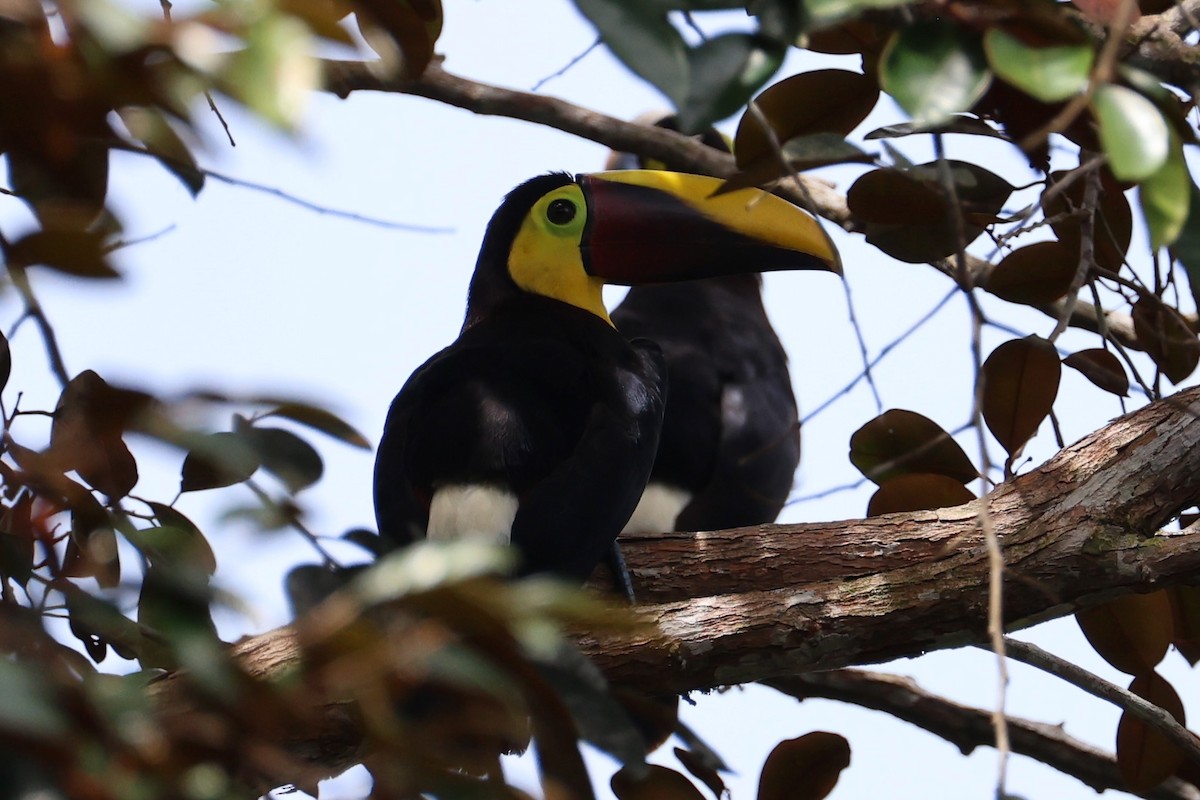 Yellow-throated Toucan (Chestnut-mandibled) - ML644956970