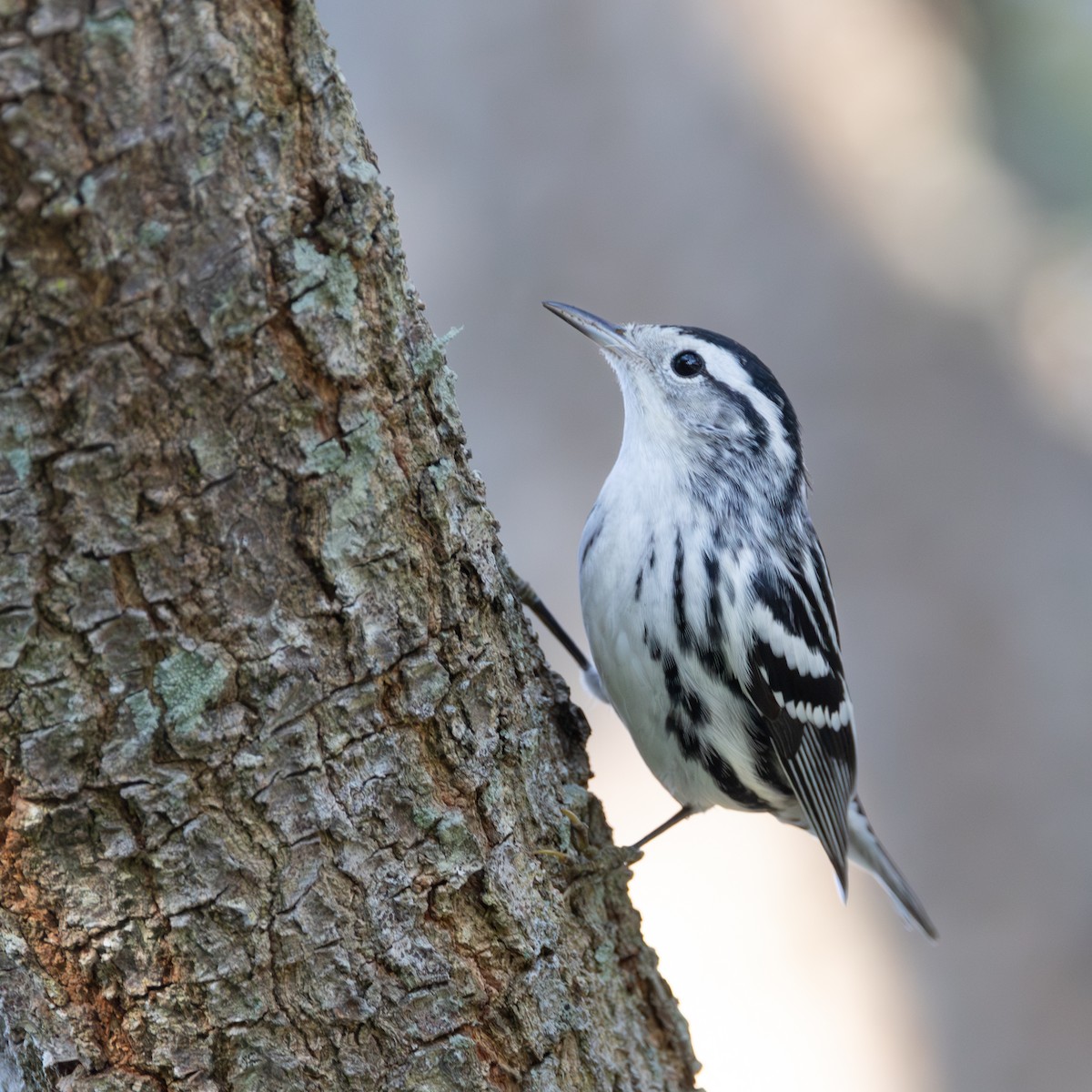 Black-and-white Warbler - ML644956972