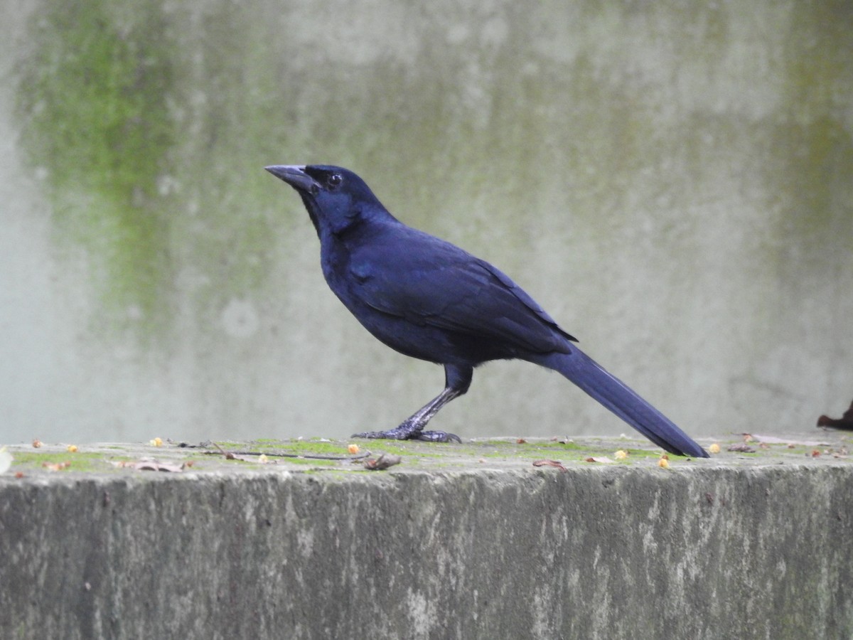 Melodious Blackbird - ML644956985