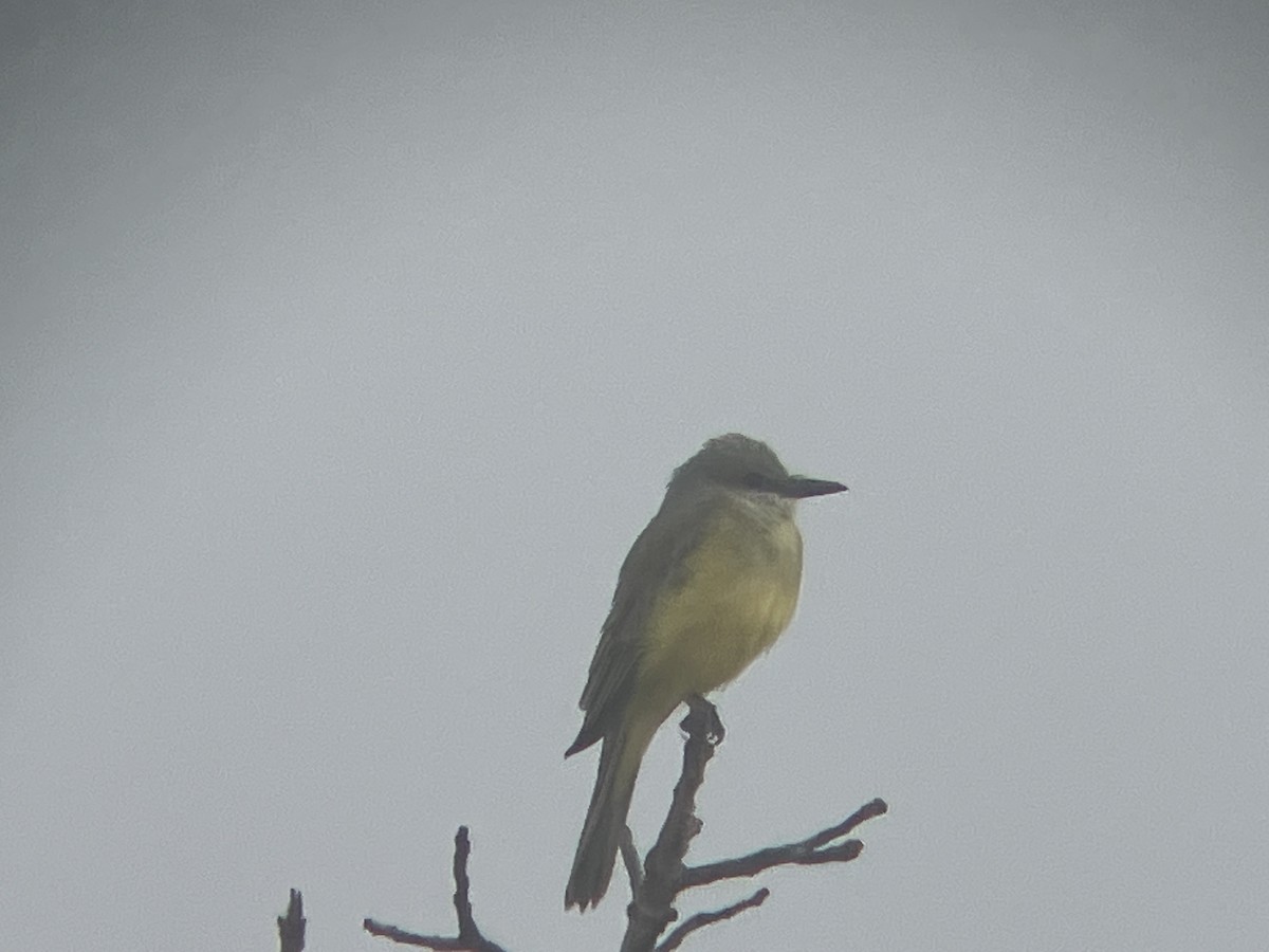 Tropical Kingbird - ML644956993